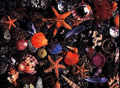 shells.jpg (48060 bytes)